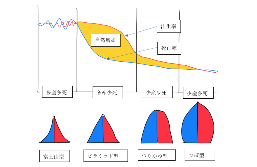 人口転換と人口ピラミッド-日本・世界の人口ピラミッドはどんな形？ - 地理情報サイト