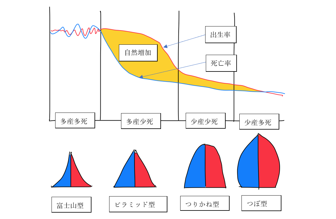 人口転換と人口ピラミッド 日本 世界の人口ピラミッドはどんな形 地理情報サイト