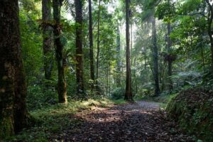 熱帯モンスーン気候(Am)の国や雨温図について [なぜ乾季がみられるのかも解説！] - 地理情報サイト
